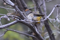 Leiothlypis crissalis