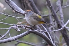 Leiothlypis crissalis