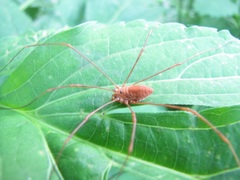 Leiobunum ventricosum