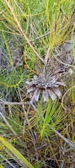 Protea pityphylla