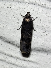 Chionodes trichostola
