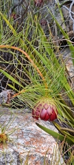 Protea pityphylla