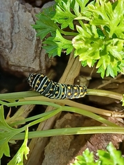 Papilio polyxenes