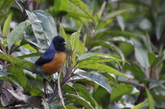 Conirostrum sitticolor