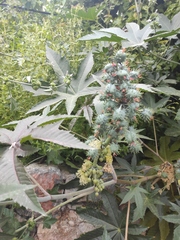 Ricinus communis