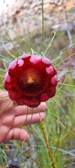 Protea pityphylla