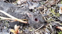Sciurus carolinensis