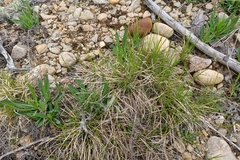 Carex lucorum