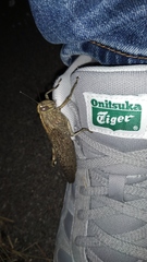 Anacridium aegyptium