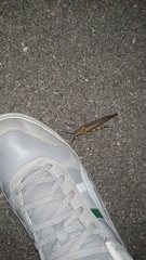 Anacridium aegyptium