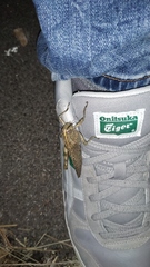 Anacridium aegyptium