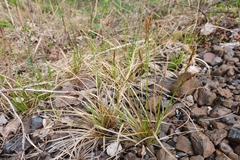 Carex lucorum