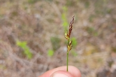 Carex lucorum