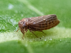 Agallia quadripunctata