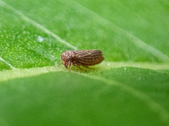 Agallia quadripunctata