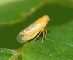 Haplaxius fulvus