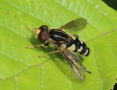 Parhelophilus flavifacies