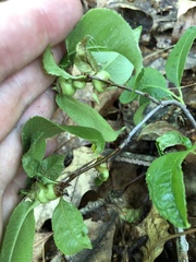 Contarinia cerasiserotinae