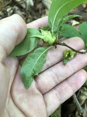 Contarinia cerasiserotinae