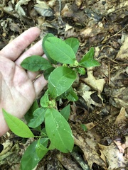 Contarinia cerasiserotinae