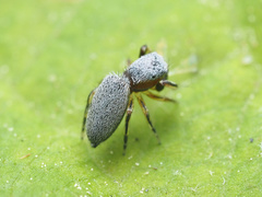 Tutelina similis
