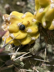 Chlorochroa opuntiae