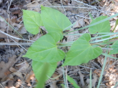 Cynanchum racemosum
