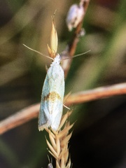 Cochylimorpha straminea