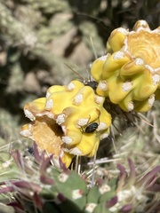 Chlorochroa opuntiae