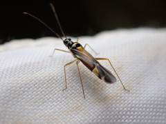 Cyllecoris histrionius