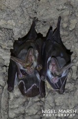 Macroderma gigas