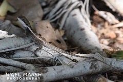 Lophognathus gilberti