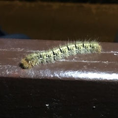 Lasiocampa quercus