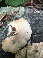 Trametes cubensis image