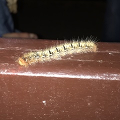 Lasiocampa quercus