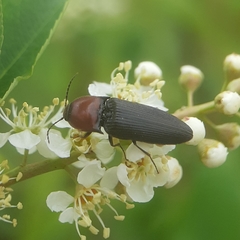 Ampedus rubricollis