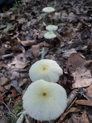 Leucocoprinus fragilissimus image