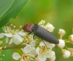 Ampedus rubricollis