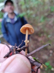 Conocybe filaris