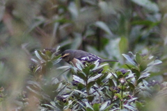 Conirostrum cinereum