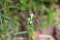 Veronica serpyllifolia