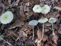 Leucocoprinus fragilissimus image