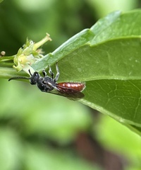 Sphecodes ranunculi