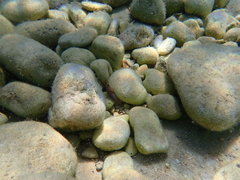 Lepadogaster lepadogaster