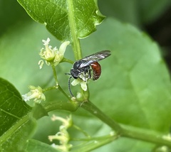 Sphecodes ranunculi