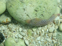 Lepadogaster lepadogaster