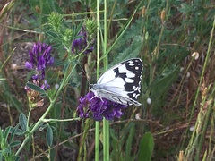 Melanargia
