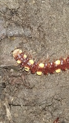 Polydesmus collaris