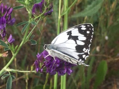 Melanargia