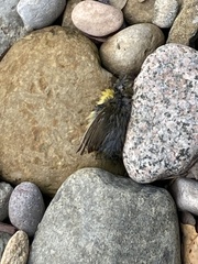 Cardellina canadensis